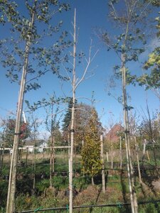 Fraxinus amer. 'Autumn Applause' 14-16 STA WRB 3 X V - image 2