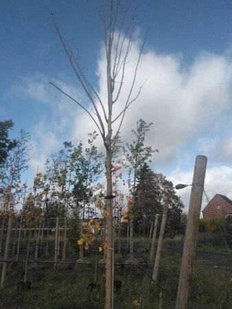 Fraxinus americana 16-18 Hoogstam draadkluit 3 X verplant - afbeelding 1