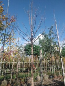 Fraxinus americana 16-18 STA WRB 3 X V - image 2