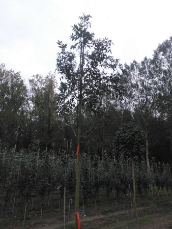 Fraxinus e. 'Altena' 14-16 Hoogstam wortelgoed 2 X verplant - afbeelding 4