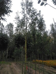 Fraxinus e. 'Altena' 25-30 Hoogstam draadkluit 3 X verplant - afbeelding 4