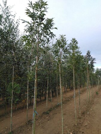 Fraxinus e. 'Altena' 6-8 Hoogstam wortelgoed - afbeelding 5