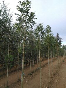 Fraxinus e. 'Altena' 6-8 Hoogstam wortelgoed - afbeelding 5