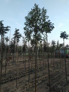 Fraxinus e. 'Altena' 6-8 Hoogstam wortelgoed - afbeelding 4