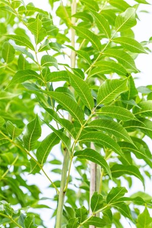 Fraxinus e. 'Westhof's Glorie' 16-18 Hoogstam draadkluit 3 X verplant - afbeelding 2