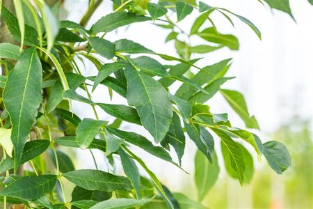 Fraxinus e. 'Westhof's Glorie' 16-18 Hoogstam draadkluit 3 X verplant - afbeelding 3