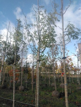 Fraxinus e. 'Westhof's Glorie' 16-18 Hoogstam draadkluit 3 X verplant - afbeelding 5