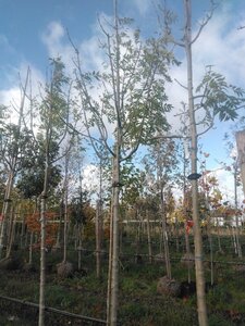 Fraxinus e. 'Westhof's Glorie' 16-18 STA WRB 3 X V - image 5