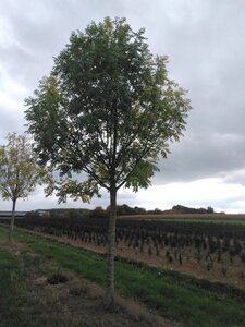 Fraxinus e. 'Westhof's Glorie' 35-40 Hoogstam draadkluit 4 X verplant - afbeelding 5