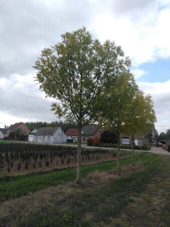 Fraxinus e. 'Westhof's Glorie' 40-45 Hoogstam draadkluit 4 X verplant - afbeelding 5