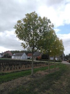 Fraxinus e. 'Westhof's Glorie' 40-45 Hoogstam draadkluit 4 X verplant - afbeelding 5
