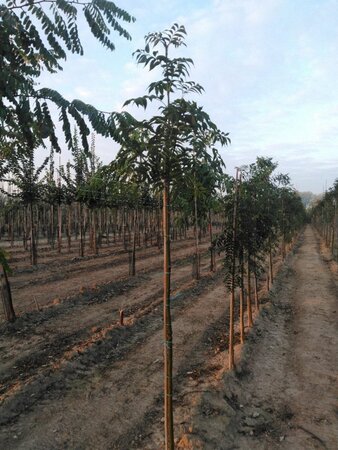 Fraxinus e. 'Westhof's Glorie' 6-8 Hoogstam wortelgoed - afbeelding 5