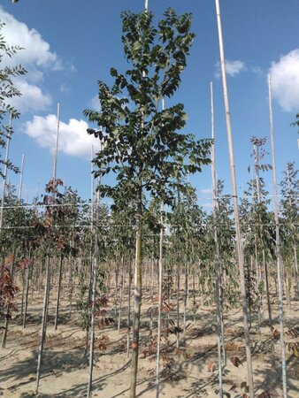 Fraxinus excelsior 10-12 Hoogstam wortelgoed