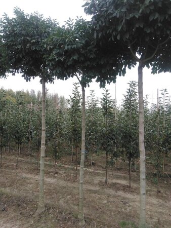 Fraxinus o. 'Mecsek' 14-16 STA BR 2 X V