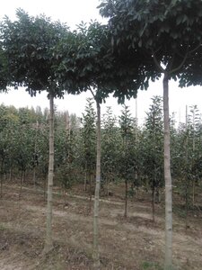 Fraxinus o. 'Mecsek' 14-16 STA BR 2 X V