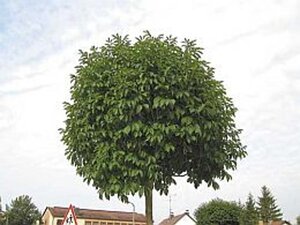 Fraxinus o. 'Mecsek' 16-18 Hoogstam draadkluit 3 X verplant - afbeelding 1