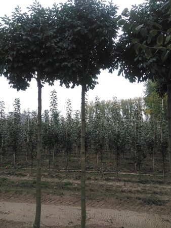 Fraxinus o. 'Mecsek' 16-18 Hoogstam draadkluit 3 X verplant - afbeelding 1