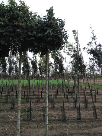 Fraxinus o. 'Mecsek' 16-18 STA WRB 3 X V - image 2