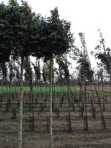 Fraxinus o. 'Mecsek' 16-18 STA WRB 3 X V - image 2