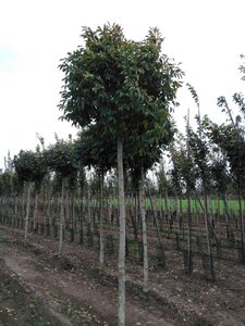 Fraxinus o. 'Mecsek' 18-20 Hoogstam draadkluit 3 X verplant