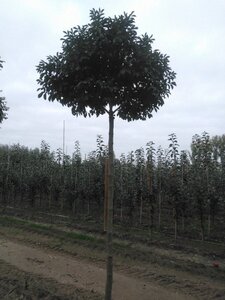 Fraxinus o. 'Mecsek' 18-20 STA WRB 3 X V - image 2