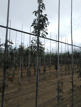 Fraxinus o. Obelisk 6-8 Hoogstam wortelgoed