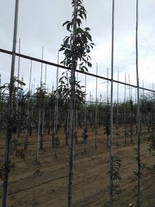 Fraxinus o. Obelisk 6-8 Hoogstam wortelgoed