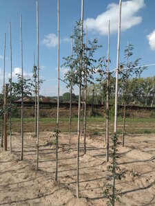 Fraxinus ornus 6-8 Hoogstam wortelgoed