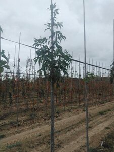 Fraxinus ornus 6-8 Hoogstam wortelgoed - afbeelding 2