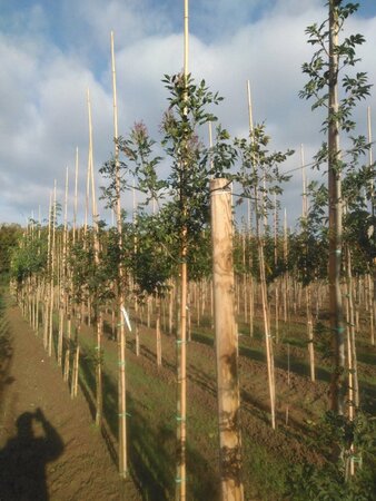 Fraxinus ornus 8-10 Hoogstam wortelgoed - afbeelding 1