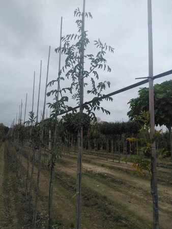 Fraxinus ornus 8-10 Hoogstam wortelgoed - afbeelding 2