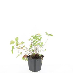 Fragaria vesca geen maat specificatie 0,55L/P9cm - afbeelding 5