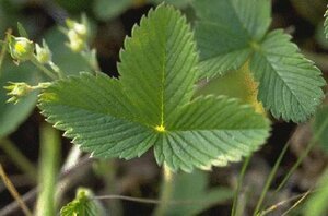 Fragaria vesca geen maat specificatie 0,55L/P9cm - afbeelding 8