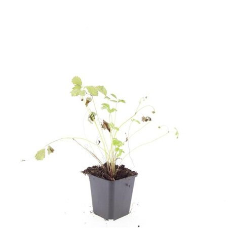 Fragaria vesca geen maat specificatie 0,55L/P9cm - afbeelding 4