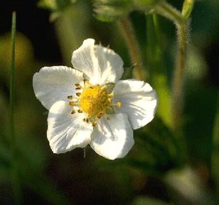 Fragaria vesca geen maat specificatie 0,55L/P9cm - afbeelding 7