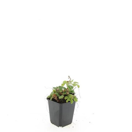 Fragaria vesca geen maat specificatie 0,55L/P9cm - afbeelding 3