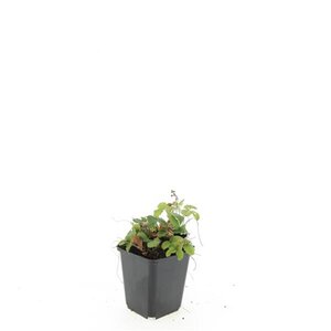 Fragaria vesca geen maat specificatie 0,55L/P9cm - afbeelding 3