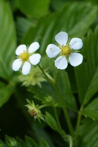 Fragaria vesca geen maat specificatie 0,55L/P9cm
