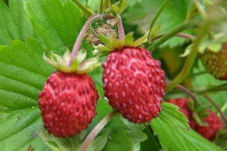 Fragaria vesca geen maat specificatie 0,55L/P9cm - afbeelding 10