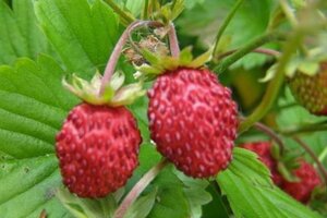 Fragaria vesca geen maat specificatie 0,55L/P9cm - afbeelding 10