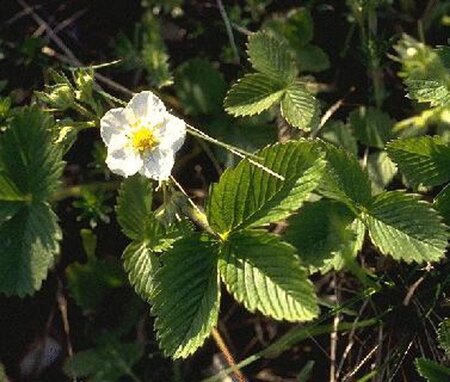 Fragaria vesca geen maat specificatie 0,55L/P9cm - afbeelding 6