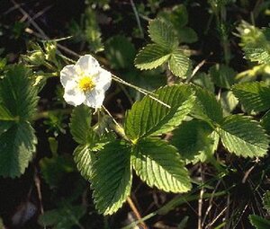 Fragaria vesca geen maat specificatie 0,55L/P9cm - afbeelding 6