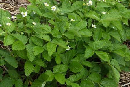 Fragaria vesca geen maat specificatie 0,55L/P9cm - afbeelding 9