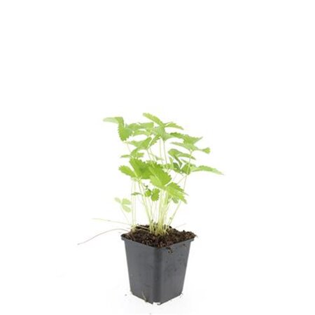 Fragaria vesca geen maat specificatie 0,55L/P9cm - afbeelding 11