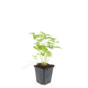 Fragaria vesca geen maat specificatie 0,55L/P9cm - afbeelding 11