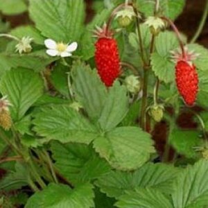 Fragaria vesca geen maat specificatie 0,55L/P9cm - afbeelding 9
