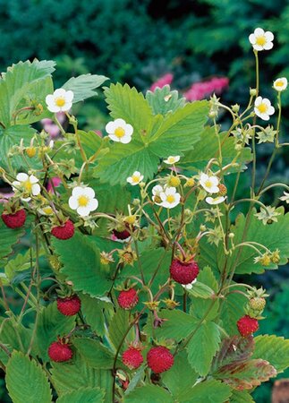 Fragaria vesca geen maat specificatie 0,55L/P9cm - afbeelding 6