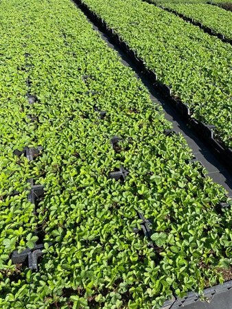 Fragaria vesca geen maat specificatie 0,55L/P9cm - image 7
