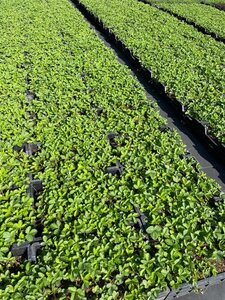 Fragaria vesca geen maat specificatie 0,55L/P9cm - image 7