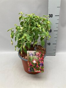 Fuchsia 'Delta's Sarah' geen maat specificatie cont. 2,0L